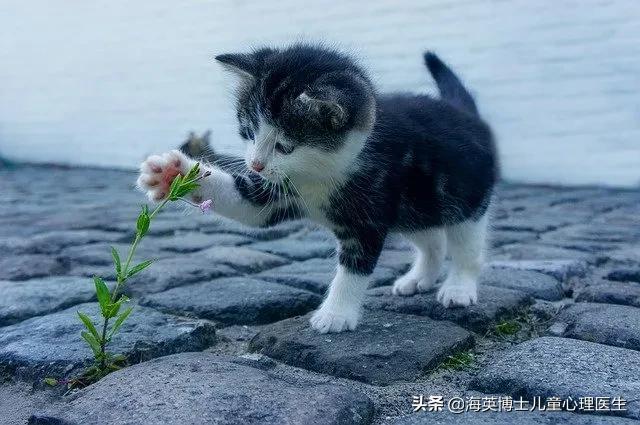 高中生厌学是什么原因(高中生厌学的表现原因及对策)(图2)